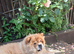Female Chow for sale