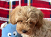 Beautiful Teddy Poochon Puppies Boys and Gitl