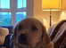 Labrador puppy