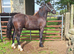 Welsh D gelding