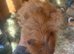 Male Guineapig