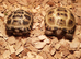 Baby horsefield tortoises