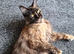 Female tortie