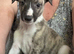 3 male puppies