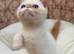 Stunning exotic kittens high quality