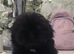 Shitzu puppy