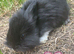 Angora x lionhead babies