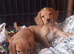 Cocker spaniel puppies