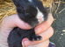 Baby black and white doe for reserving