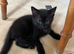 Kittens ready for their new home.