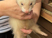 5 Baby Ferrets for sale