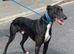 Lurcher puppies