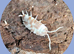 Isopod collection