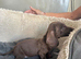 Dachshund Puppies
