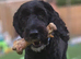Male cockapoo