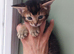 Beautiful mixed abyssinian breed kittens