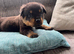 Stunning Rotti pups