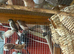 Various baby finches for sale