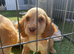 Cocker spaniel Puppies