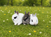Pure Netherland dwarf babies LAST FEW LEFT