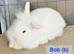 Double Maned Lionheads READY NOW
