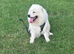 Samoyed female for sale
