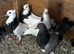 Iranian Toghie Highflyer Pigeons For Sale