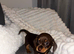 Gorgeous chocolate and tan Chiweenie boy