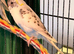 Pair 9 week old baby budgies available