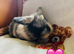 Maple litter lops