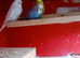 4 x beautiful budgies