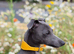 Kc registered blue Italian greyhounds