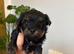 Beautiful Yorkshire Terrier Puppies for Sale – IHR