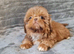 Kc registered Shih tzu puppies