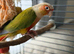 Bonded pair of green cheek conures