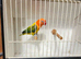 Green Euwing sp blue opaline