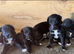Whippets x Bedlington whippets