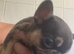 French bulldog female gorgeous compact puppy