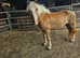 Registered pedigree Austrian bred Haflinger mare