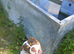English bulldog