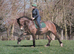 14.3hh 7yo bay Welsh section D mare