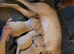Kc reg fox red labs