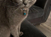 British blue