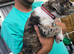 Border collie cross cane corso