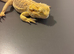 Lumpy needs a loving home