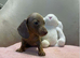 Miniature dachshund