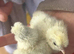 Usa silkie chicks mottled paints choc many colours