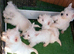 WEST HIGHLAND TERRIER PUPS REGISTERED