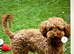 Red toy poodle boy