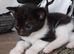 Kittens for sale